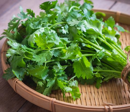 ¿Se puede tomar perejil en la lactancia?