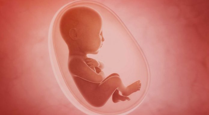 ‘En el vientre materno’ el documental completo de National Geographic