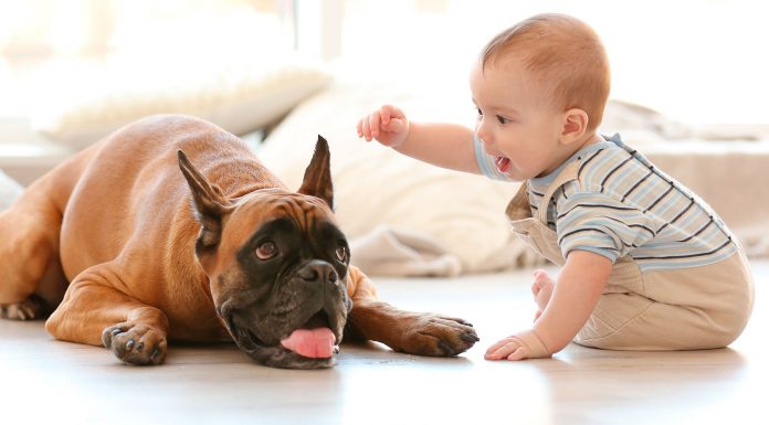 Los beneficios de tener mascotas para los bebés 1